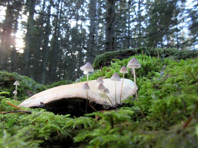 My Mushroom Teachers In this blog Imelda Almqvist, international teacher of Sacred Art and Seidr/The Ancestral Wisdom Teachings of Northern Europe, asks mushrooms in the Forests of Sweden to be her teachers and describes what she learned and perceived!